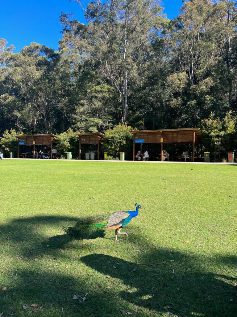 Peackock at Blackbutt Reserve