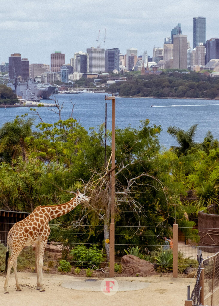 Giraffes at Taronga zoo